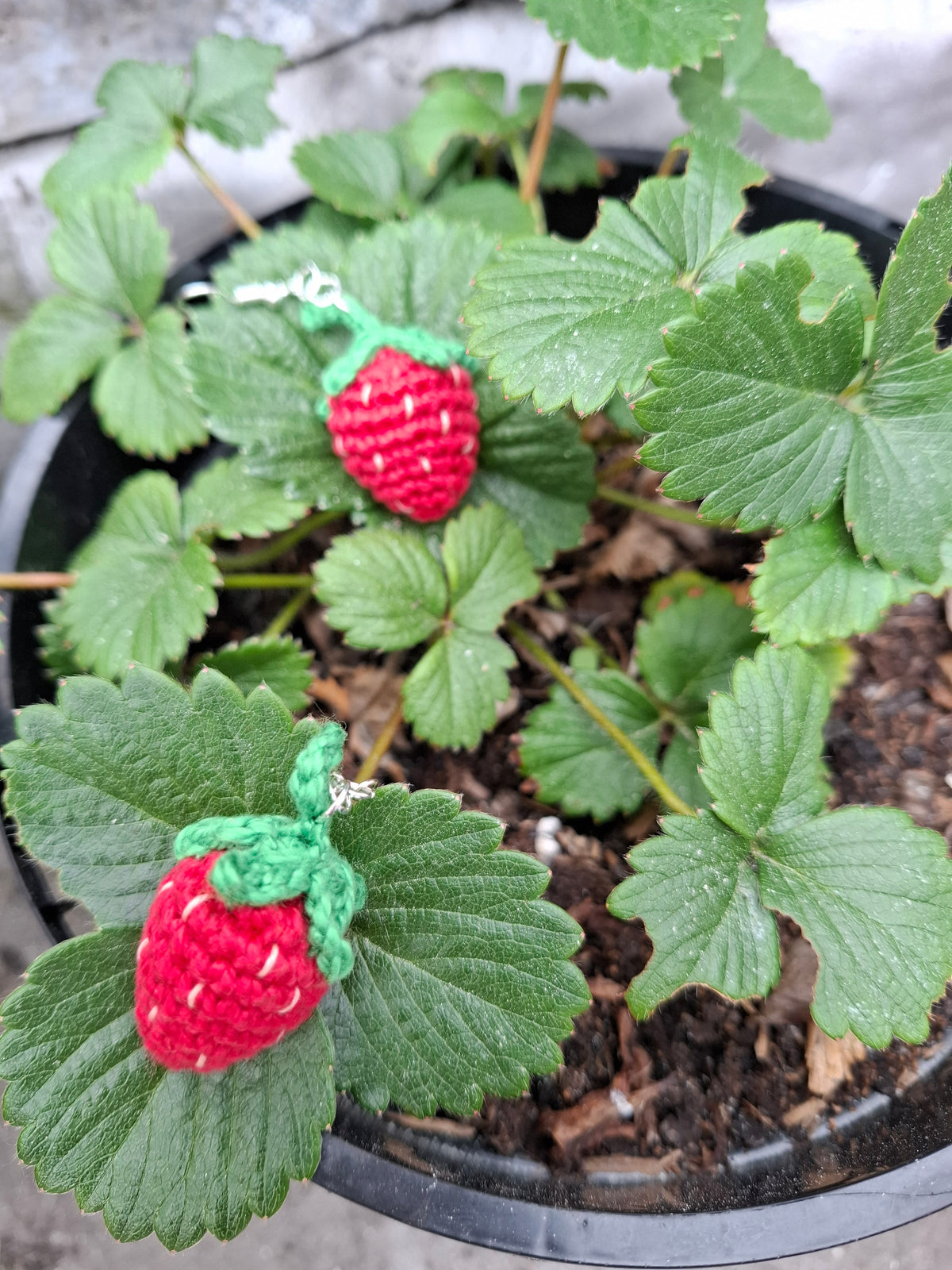 Strawberry earrings