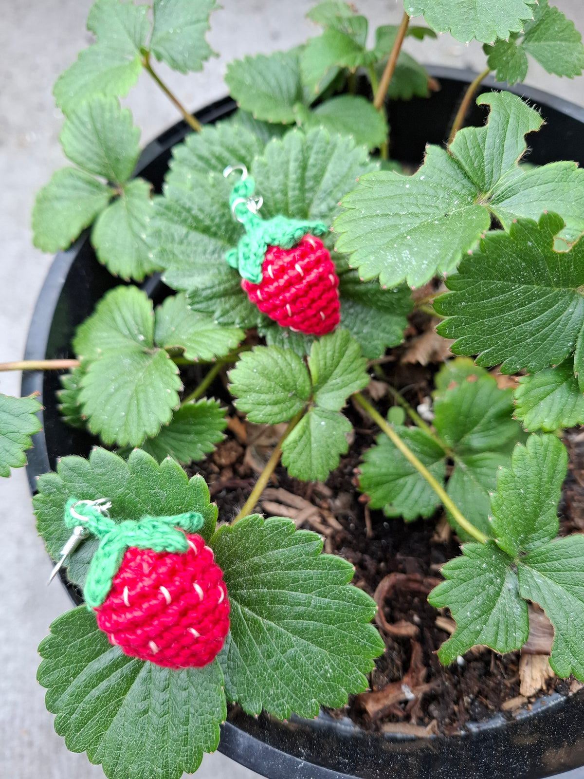 Strawberry earrings